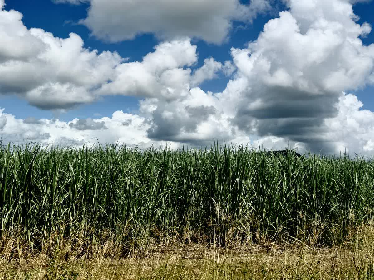 Usina sucroenergética atendida com produtos químicos de limpeza industrial